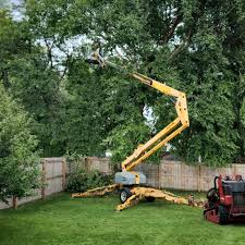 Why Choose Our Tree Removal Services in Sheridan, WY?