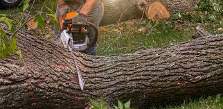 Best Storm Damage Tree Cleanup  in Sheridan, WY