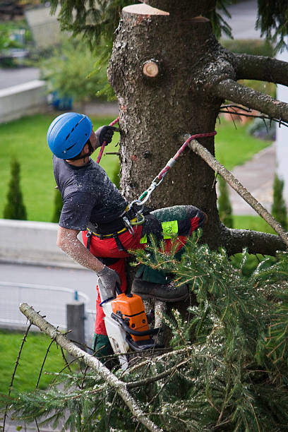 Best Leaf Removal Services  in Sheridan, WY