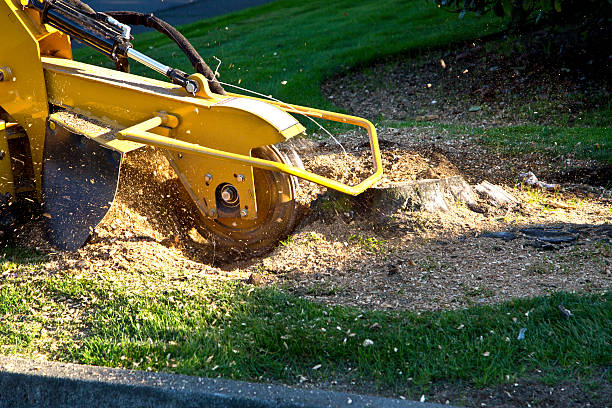 Best Palm Tree Trimming  in Sheridan, WY