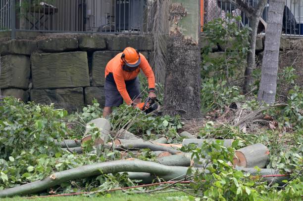 Professional  Tree Services in Sheridan, WY