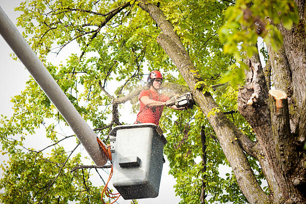 Mulching Services in Sheridan, WY